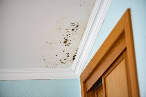 Best Commercial Mold Inspection  in Brunswick, MD